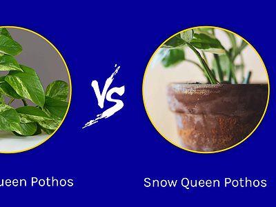 A Marble Queen Pothos vs. Snow Queen Pothos