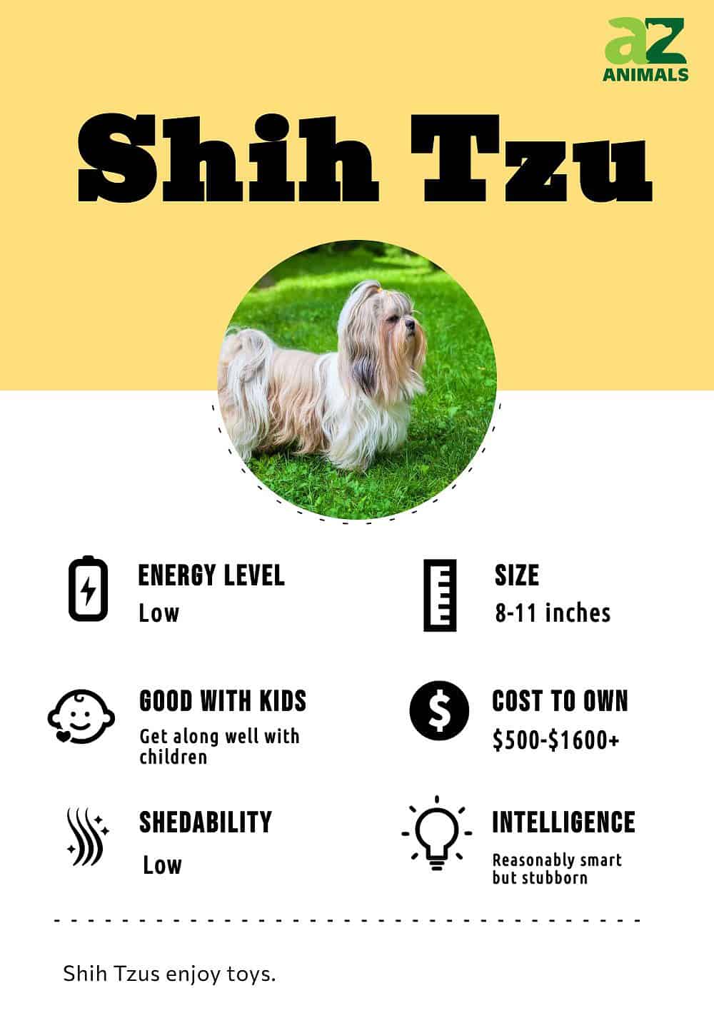 Shih Tzu Dog Breed Information & Characteristics