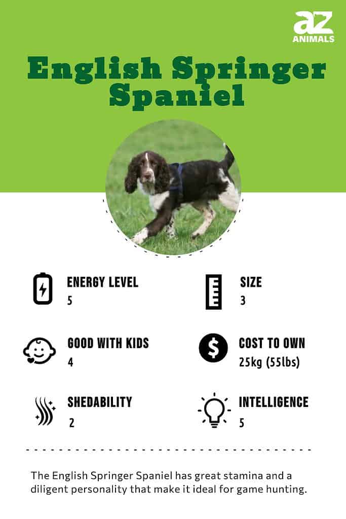 English springer best sale spaniel non shedding