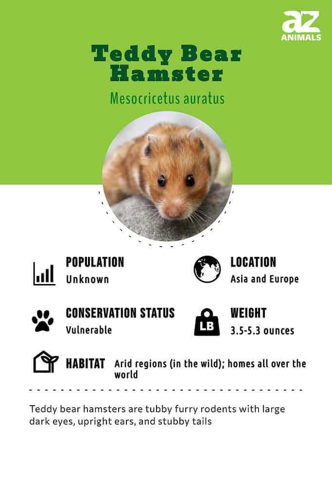 Golden Syrian Hamster » Pet Profile: Cage, Food, Lifespan