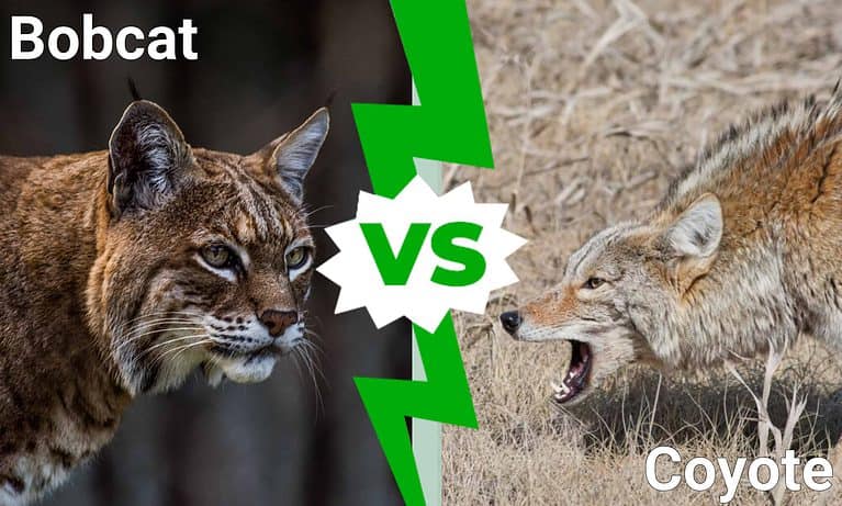 Bobcat vs. Coyote