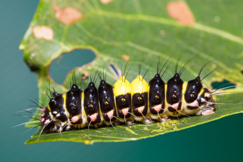 Spiky erasmia caterpillar on ripped leaf