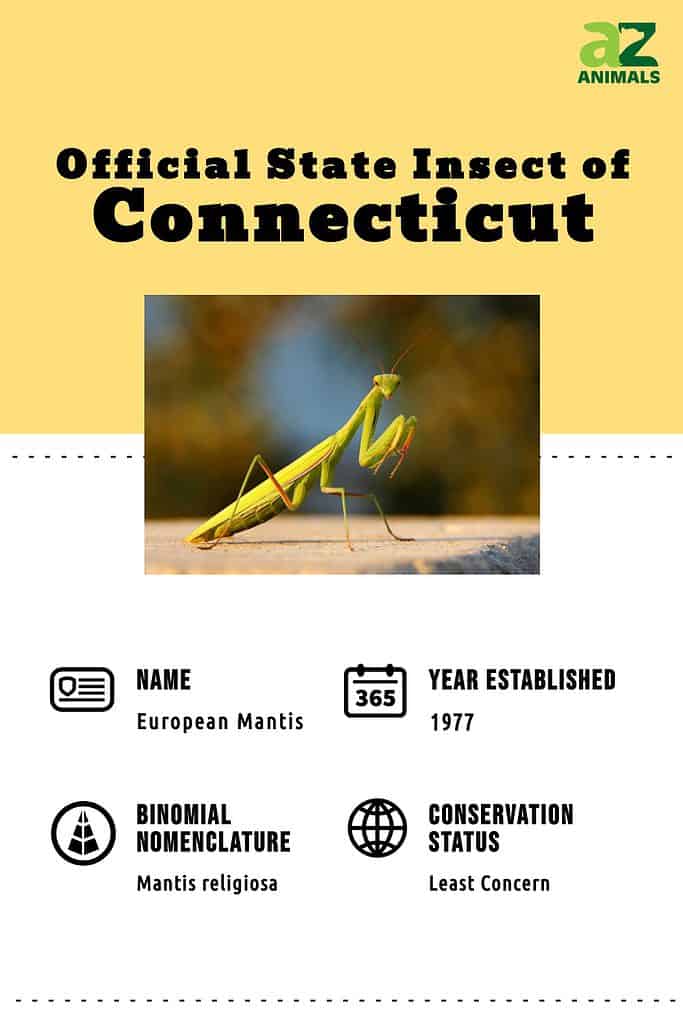 Connecticut European Mantis infographic