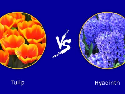 A Tulips vs. Hyacinths: What are the Differences?