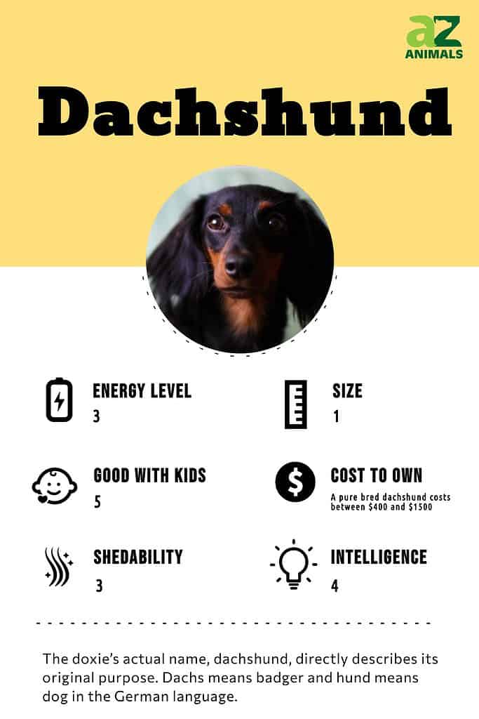 how much does dachshund maintenance cost