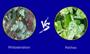 Philodendron vs. Pothos Picture