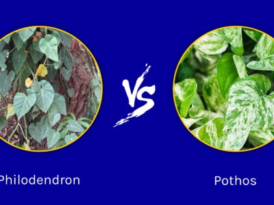 A Philodendron vs. Pothos