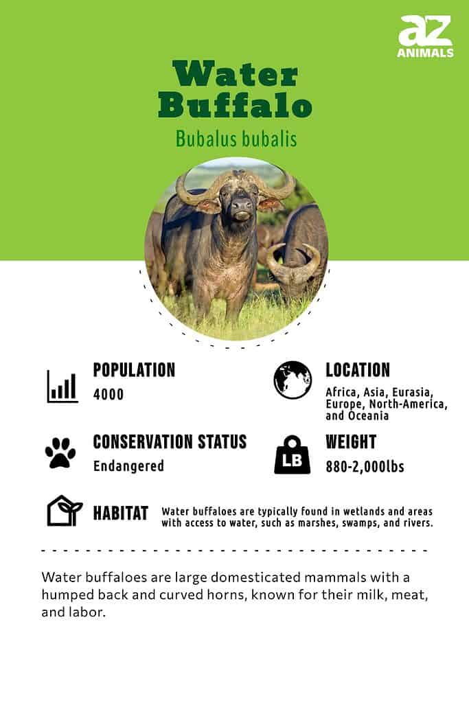 Water Buffalo - Facts and Beyond