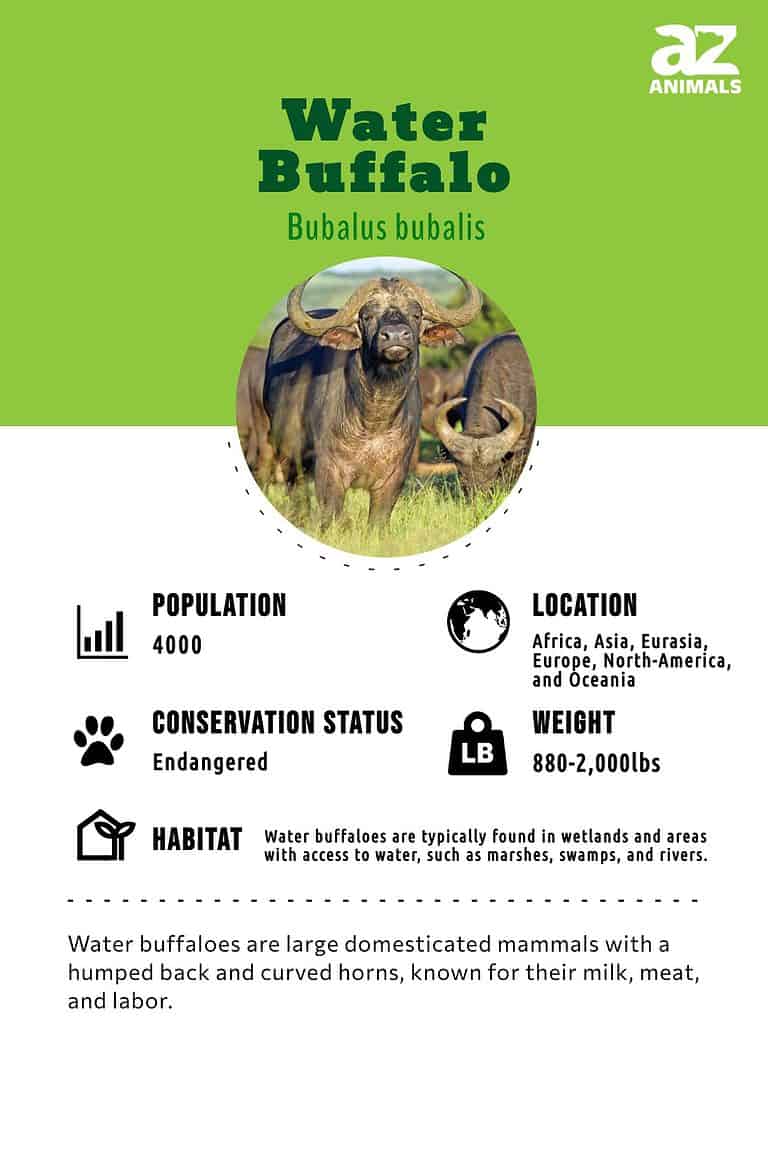 Water Buffalo - A-Z Animals