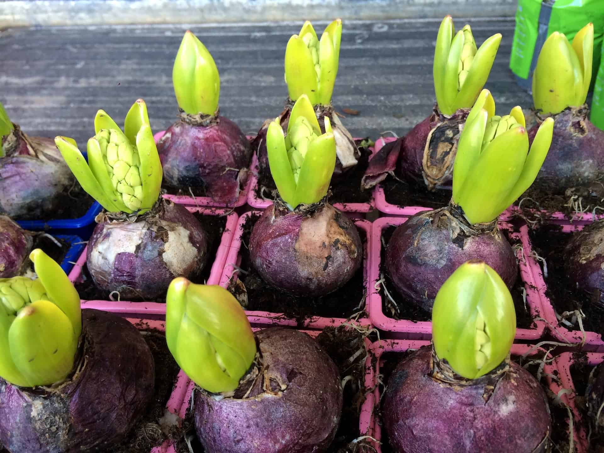 hyacinth bulbs just starting to produce