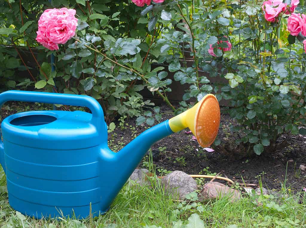 Consistent watering is required for roses to thrive.
