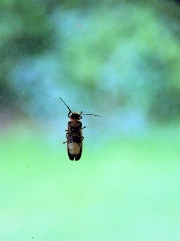Look at the Belly of this Lightning Bug - Firefly lands on the Window - Awesome LED Equipped Bug - Lightning Bug is Not Flashing its Butt at this Moment - Close Up of the Underside of Pennsylvania Firefly that has landed on the Patio Window - Entomology Study of Firefly