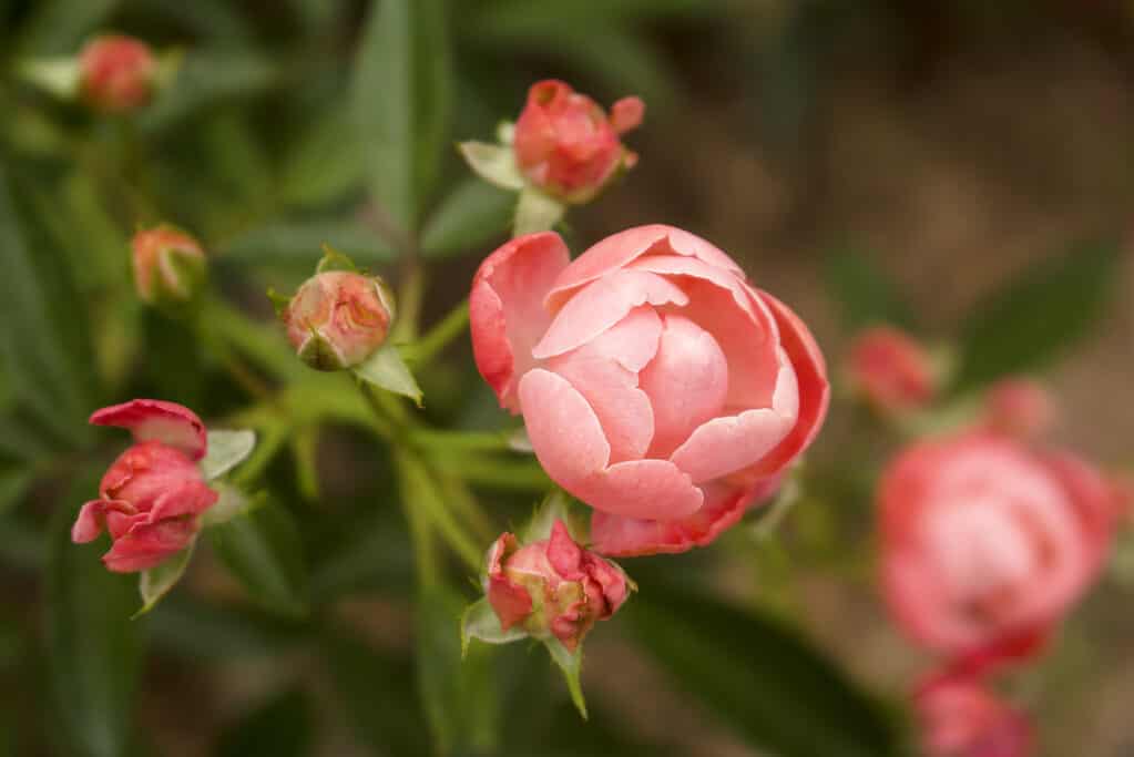 Horizontal macro photo of coral Knock Out Rose in full bloom next to fading roses.