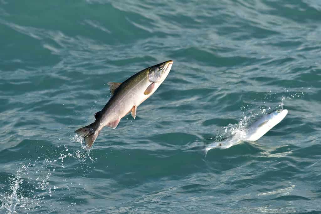 Silver salmon, coho salmon