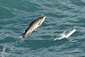 53-Year-Old Coho Record Finally Beaten, Twice Picture