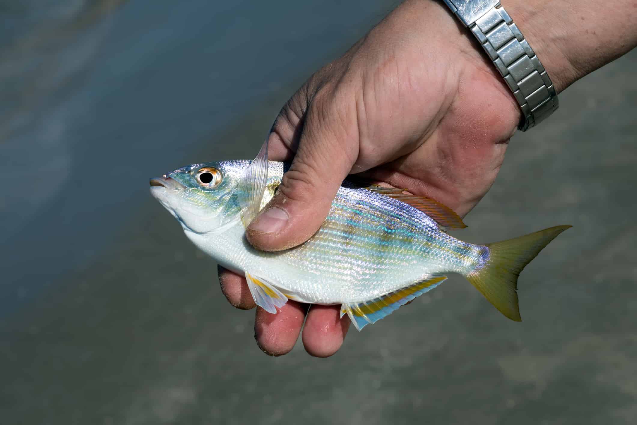 The pinfish has a a mix of yellow, green, and blue coloring