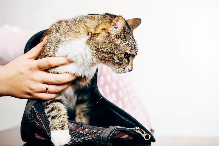 Trying to get a cat into a carrier