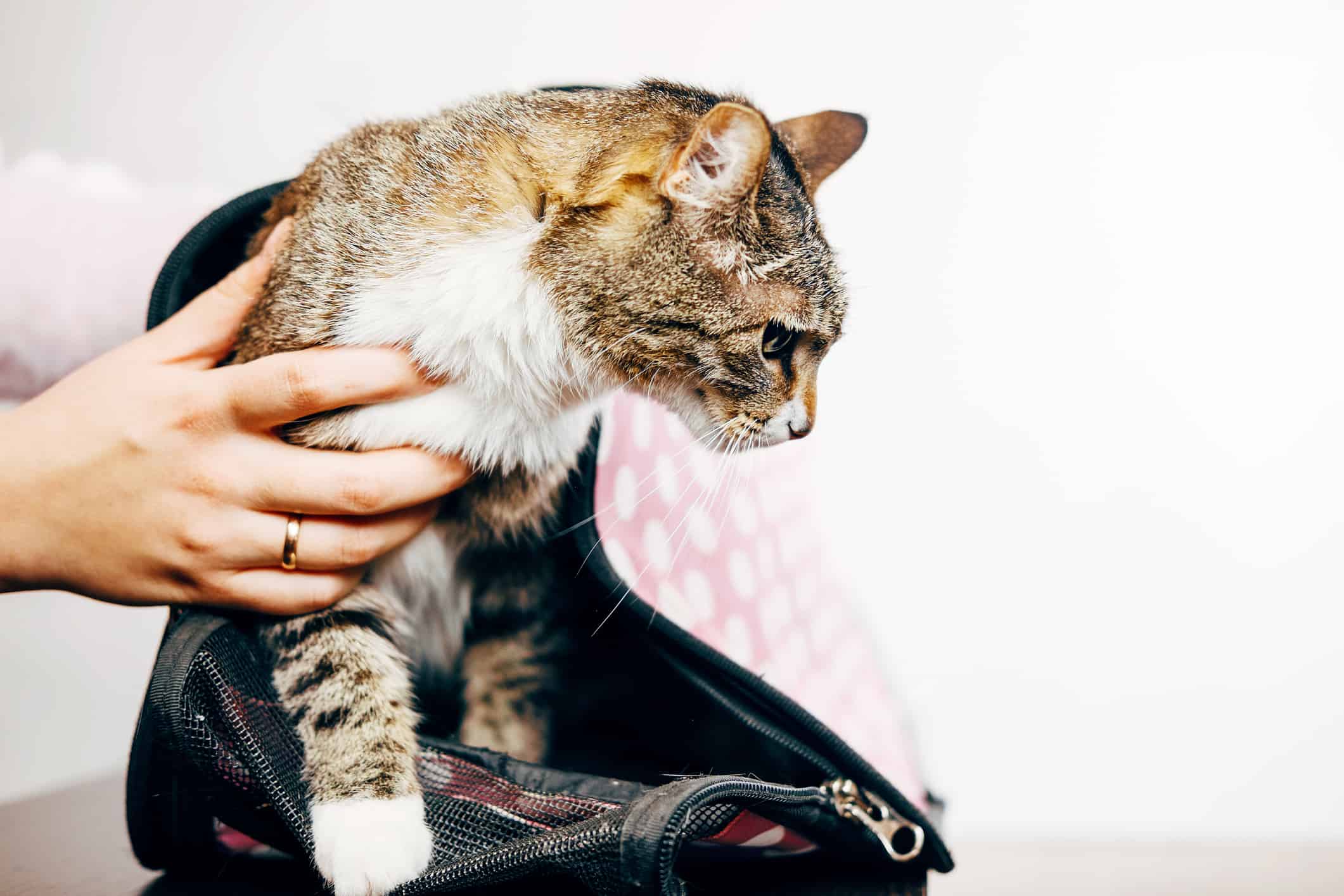 How to Make Flying With a Cat Easier, According to Experts and Owners