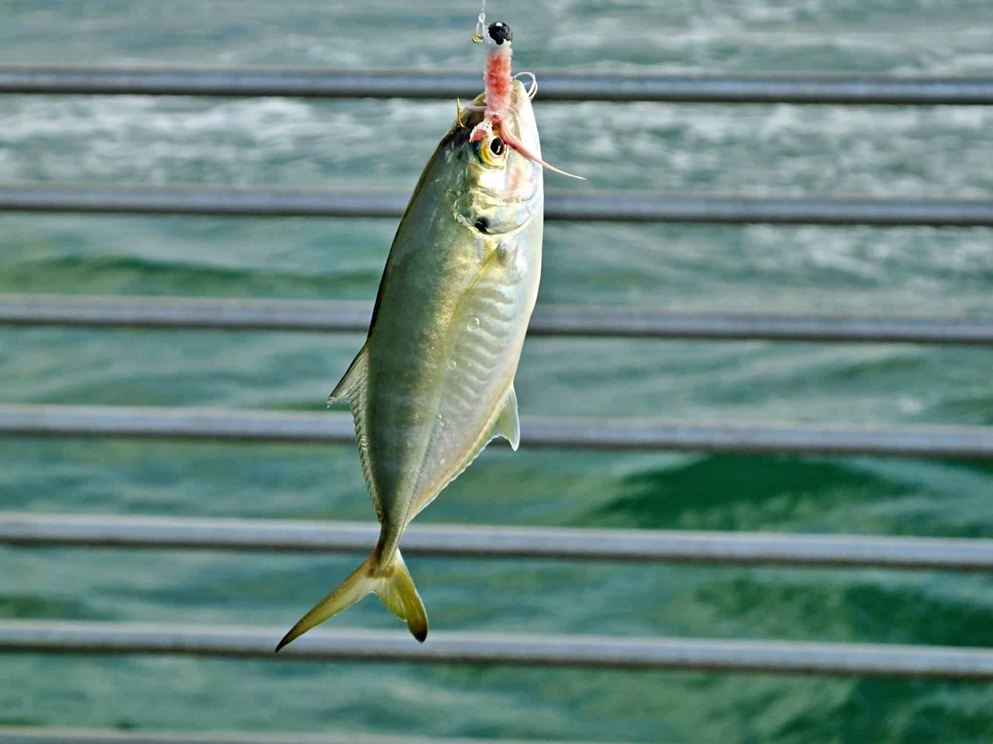 Pinfish (Lagodon rhomboides) fishing