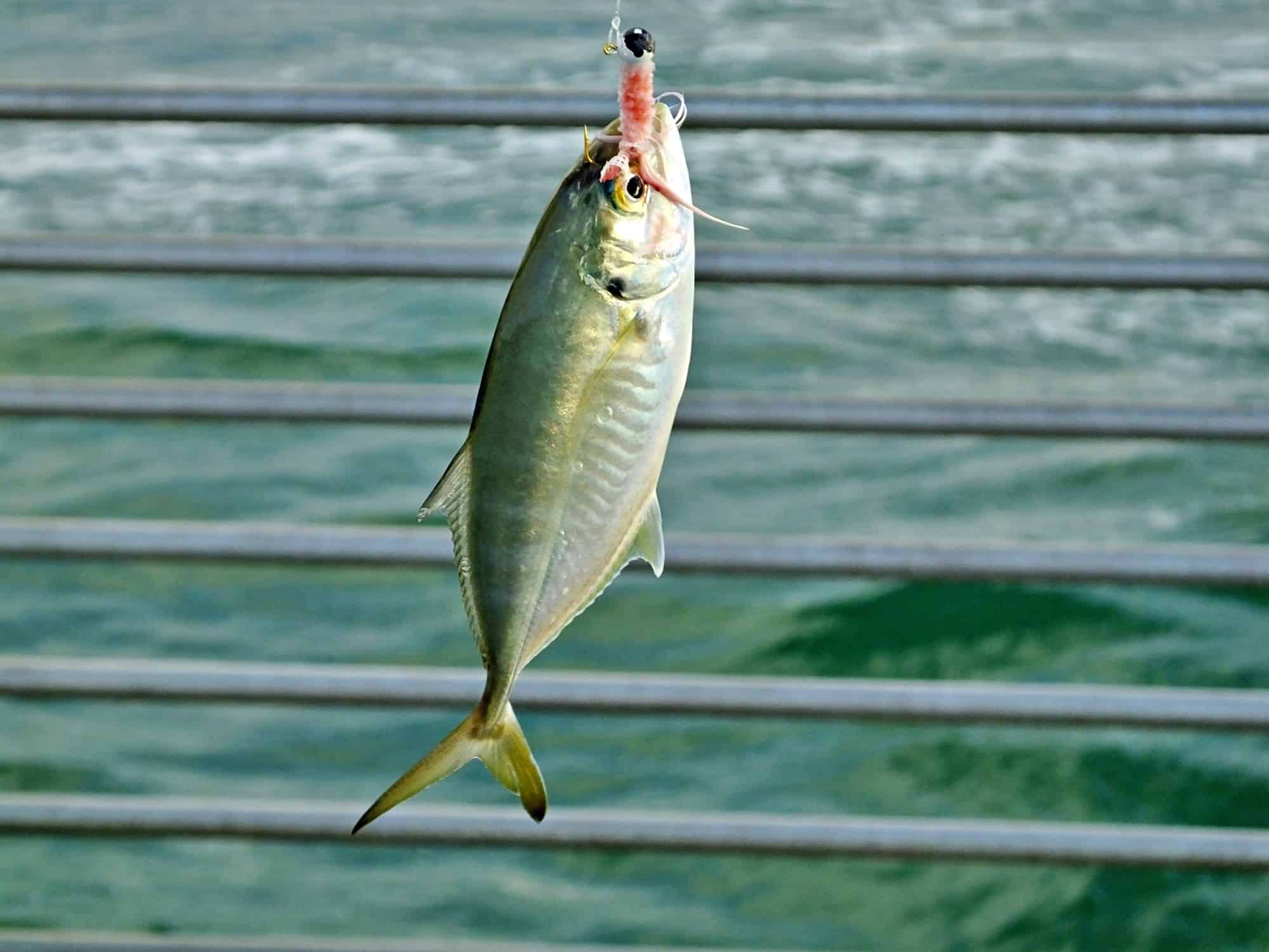 Câu cá Pinfish (Lagodon rhomboides)