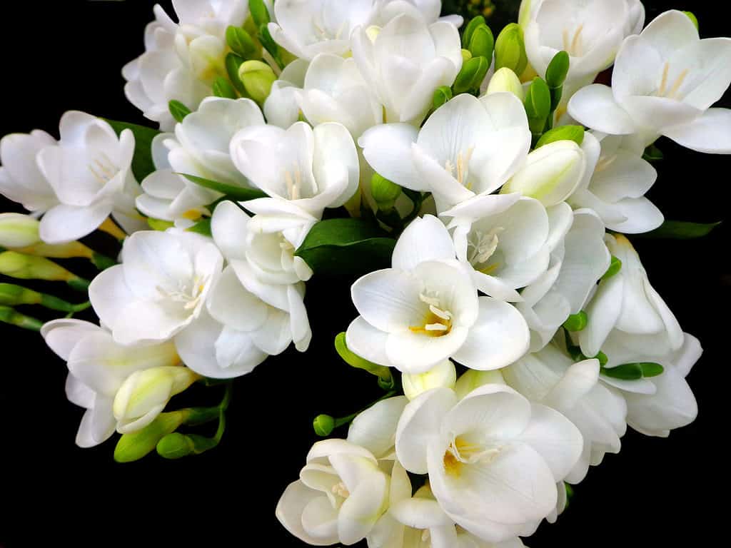 White freesia flowers