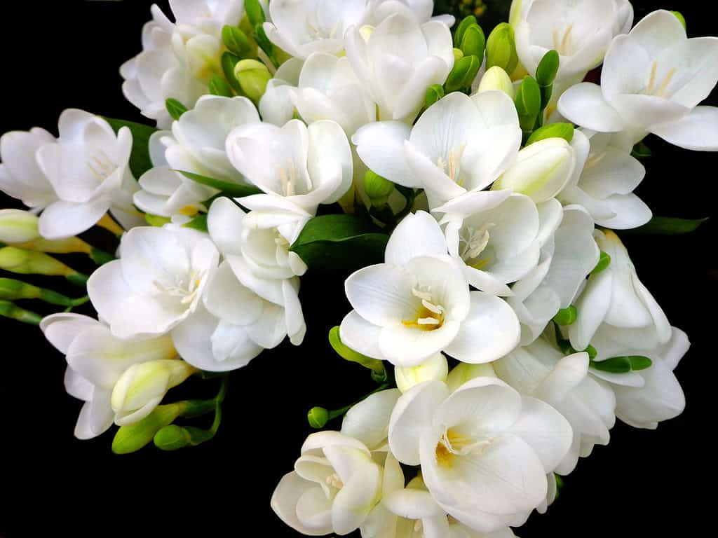 Freesias are representative of innocence and trust.