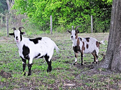 Fainting Goat Picture