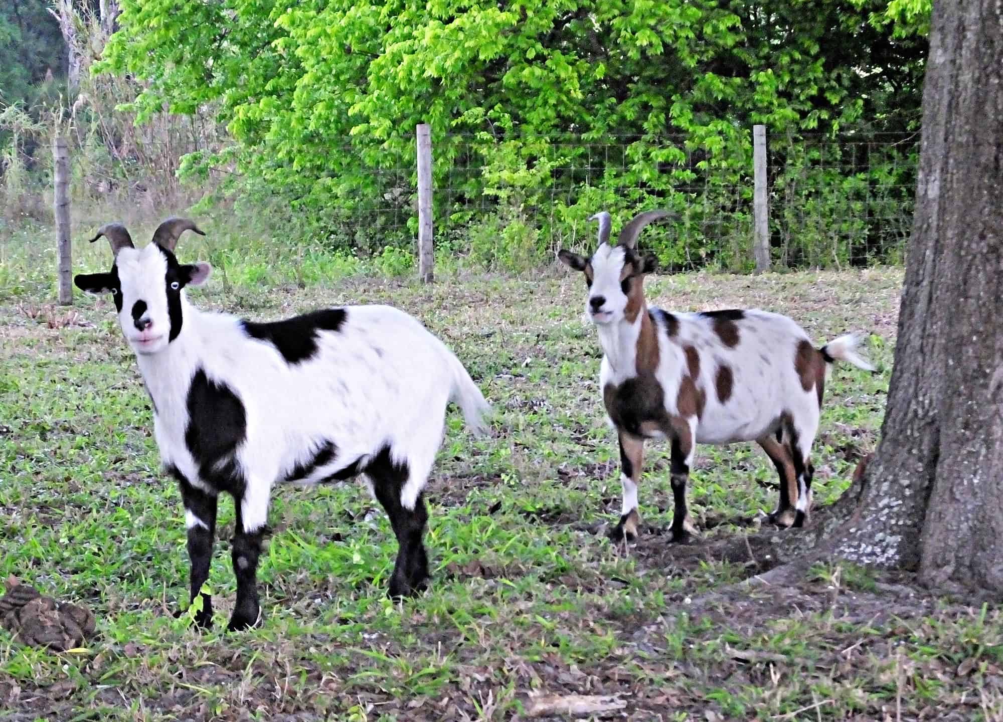 Fainting Goat A Z Animals