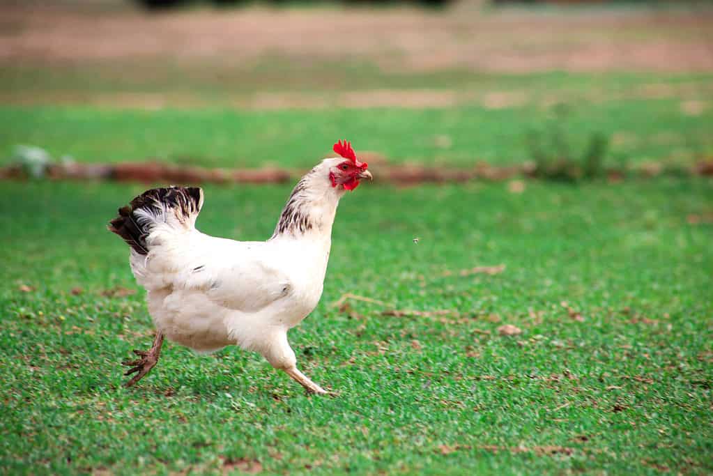 Dorking chicken running