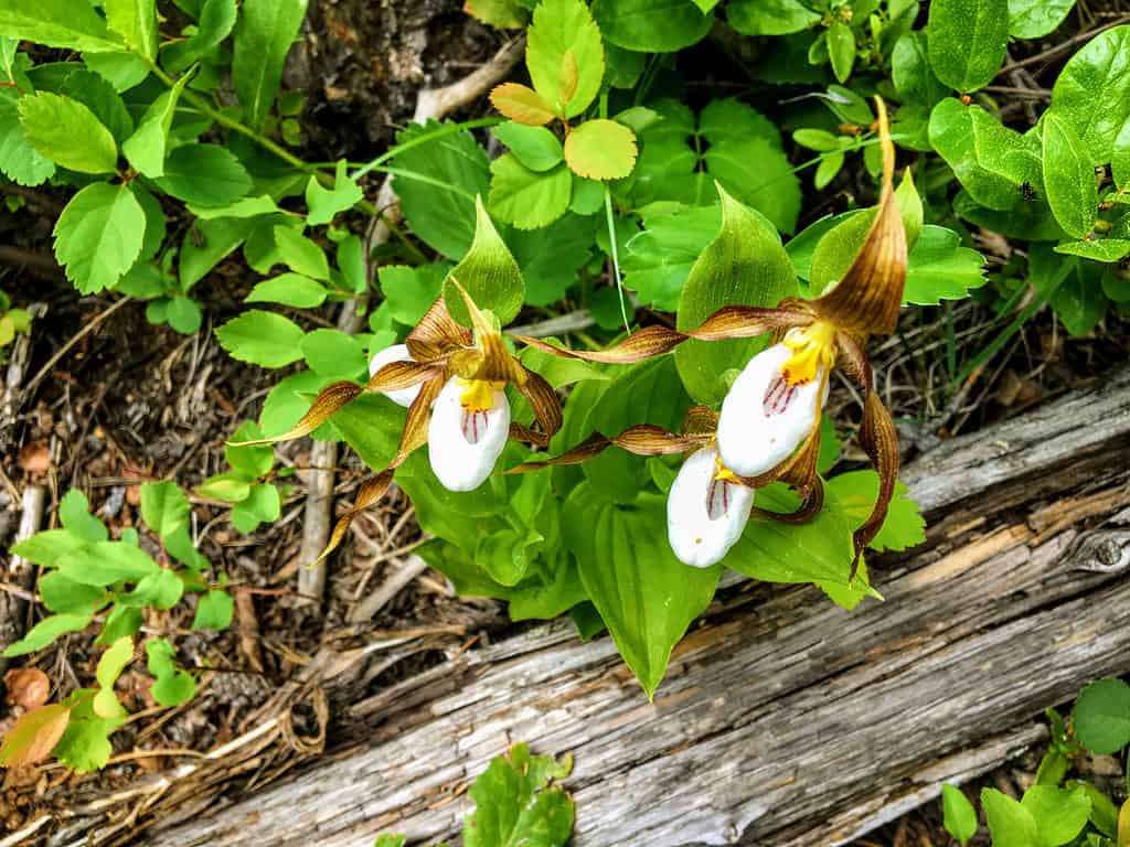 Lady's slippers plant