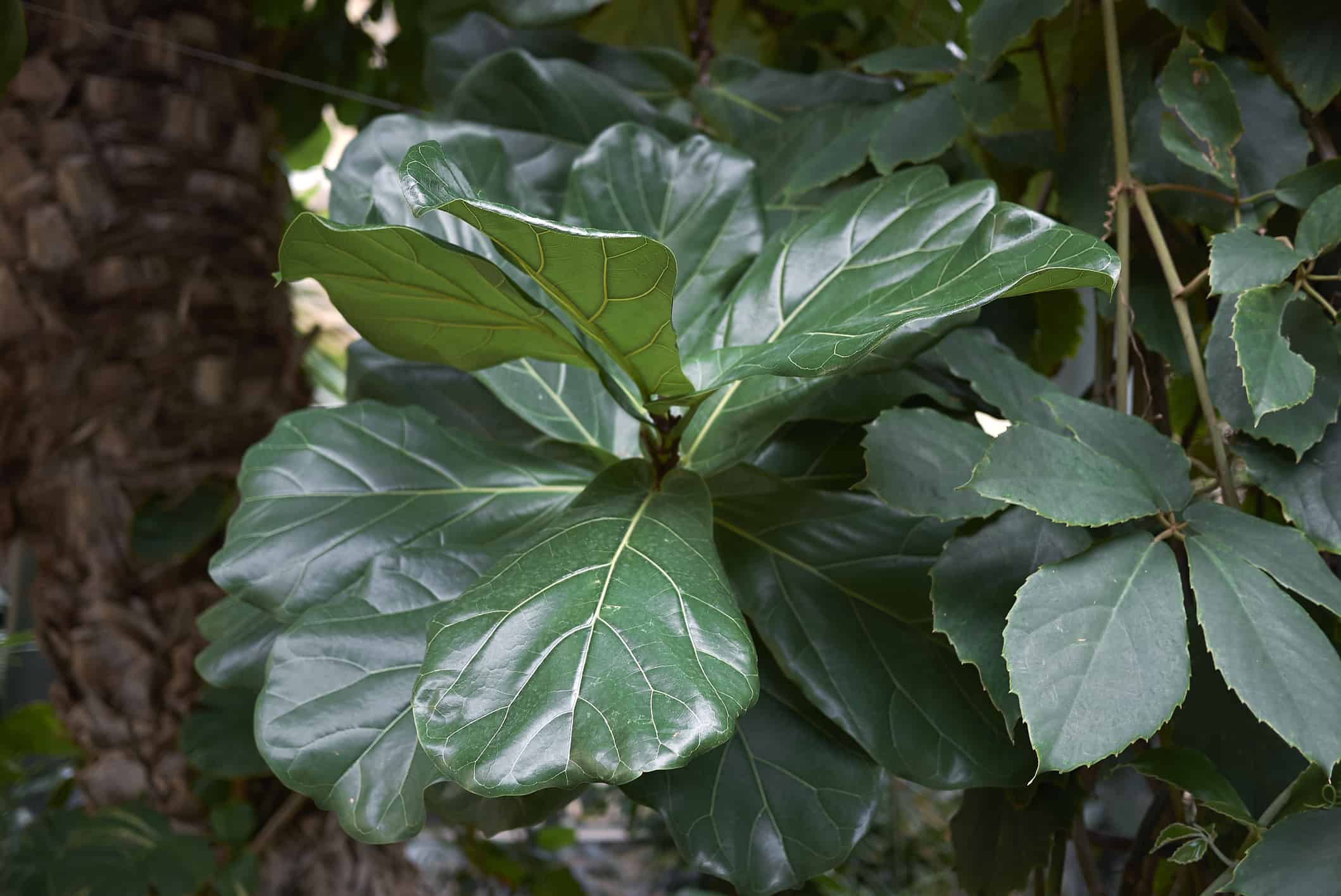 Ficus lyrata planted outdoors uses rain to stay hydrated