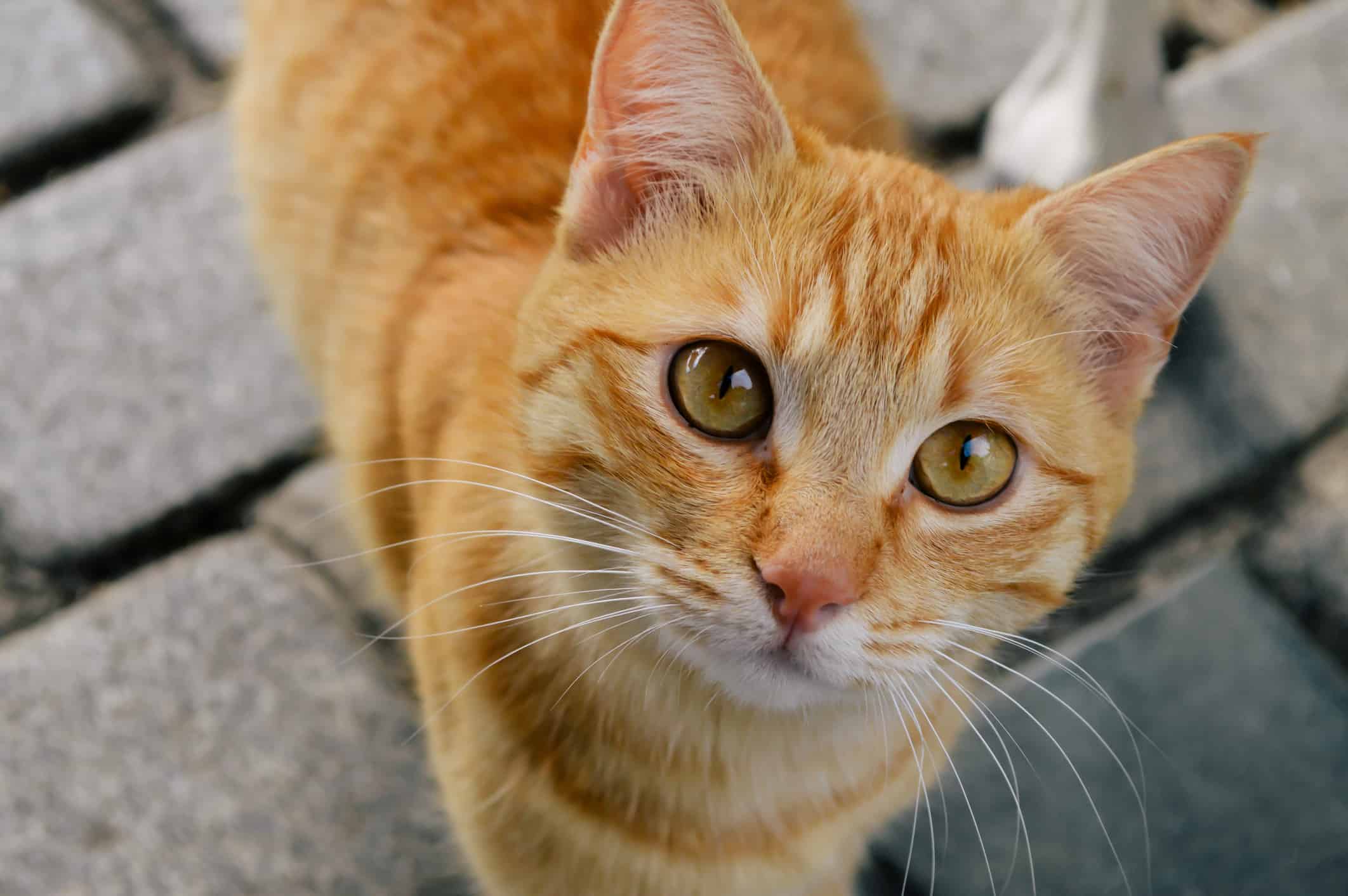 Con mèo mướp màu cam có đánh dấu hình chữ M