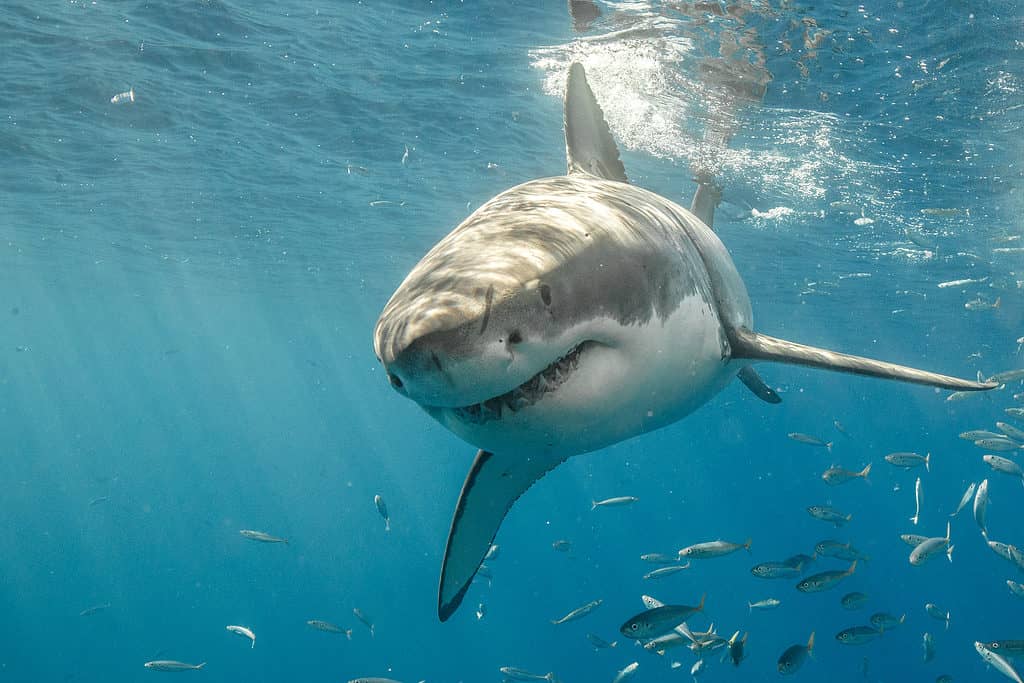 Great white sharks are the ocean's top predators.