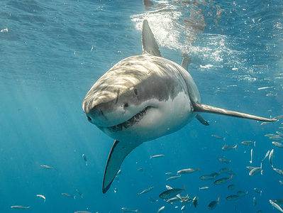 A The Largest Great White Sharks Ever Found Off Virginia Waters