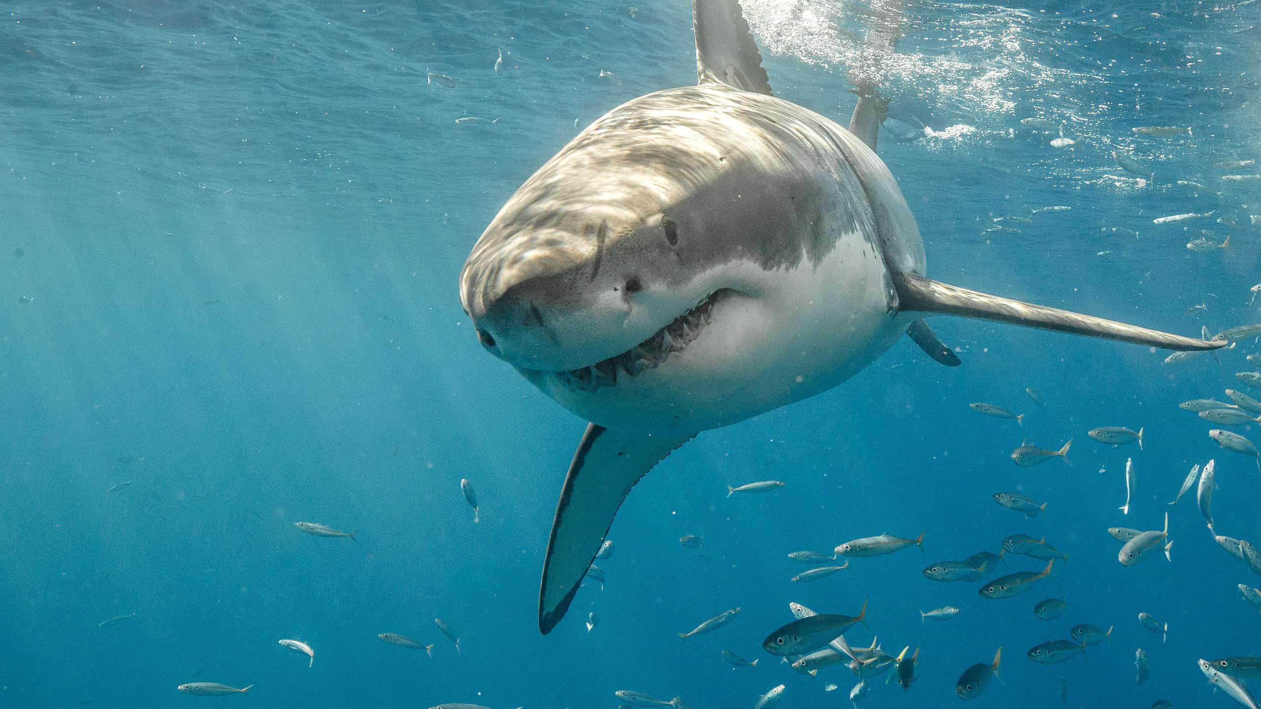 Great white sharks are the ocean's apex predators.