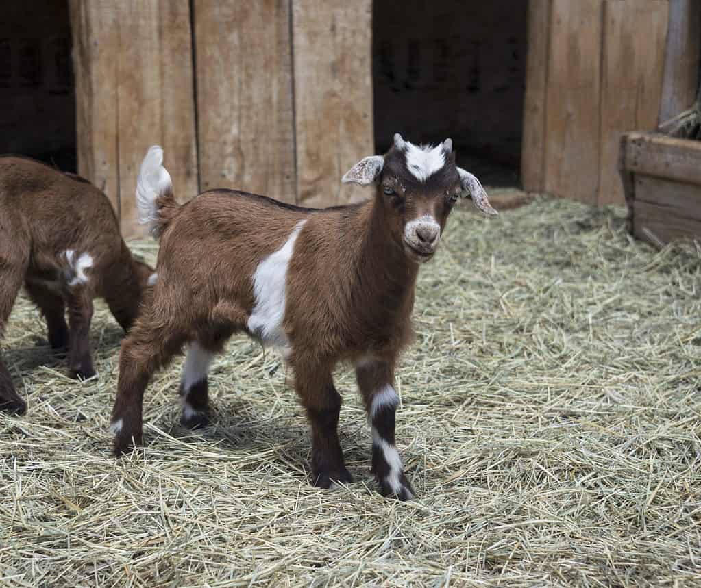 Fainting goats eat grass hay, alfalfa hay, and leafy green vegetables