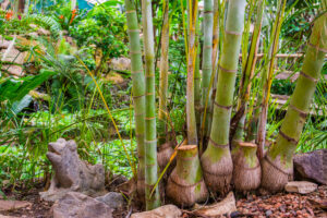 5 Outdoor Bamboo Plants Picture