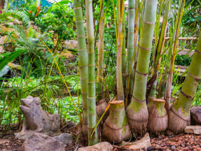 A 5 Outdoor Bamboo Plants
