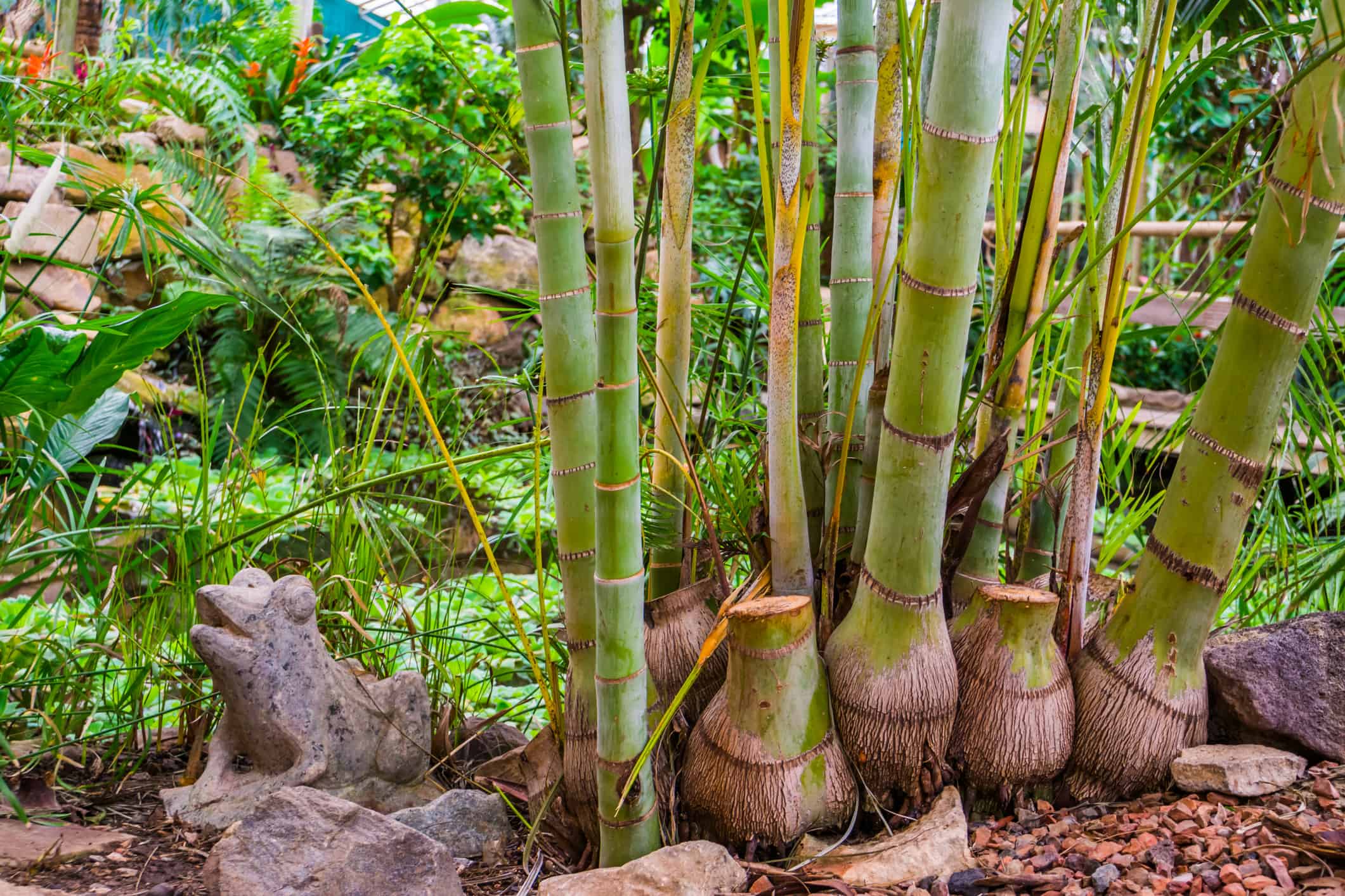 Bamboo trunks of a giant bamboo