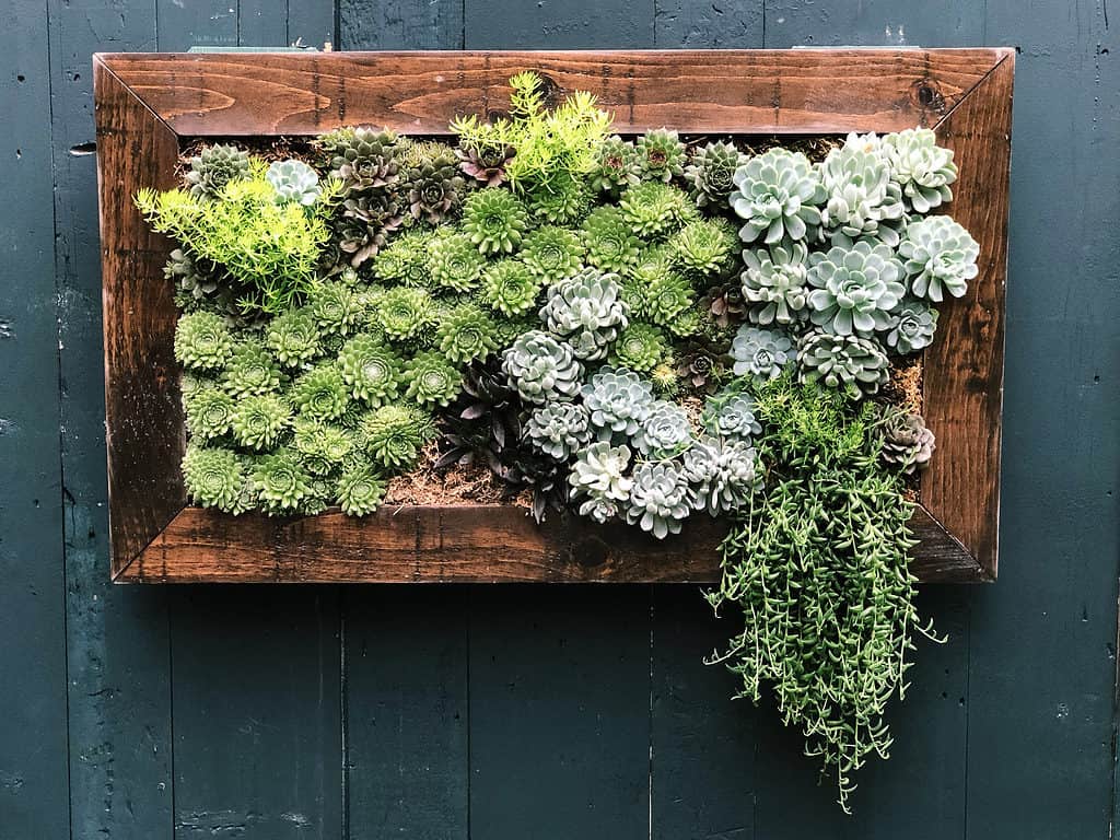 Wall mounted succulent planter