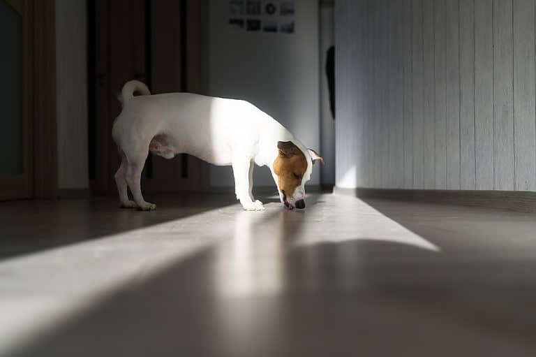 Jack Russell licking the floor