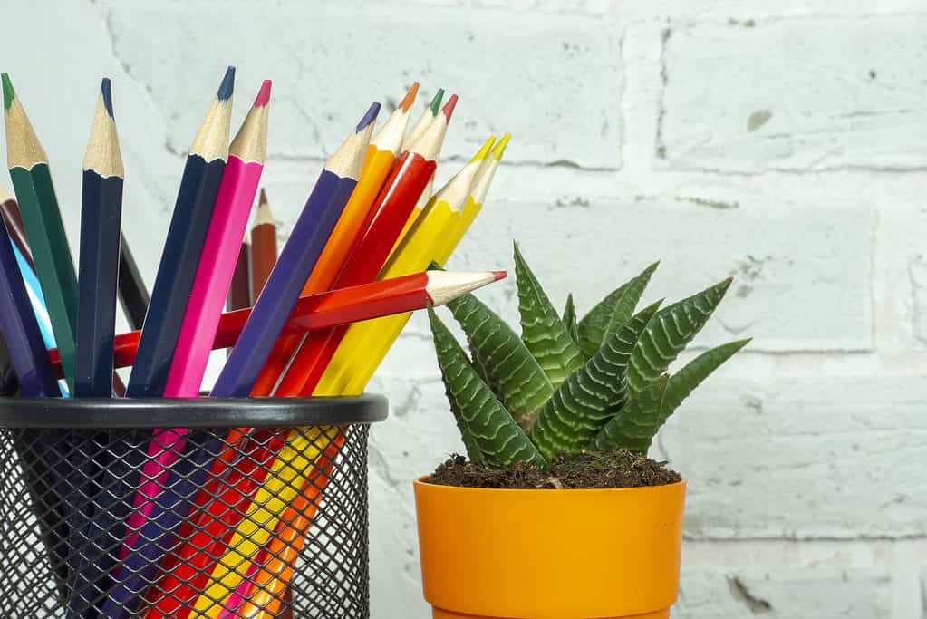 Colored pencils beside a succulent potted plant