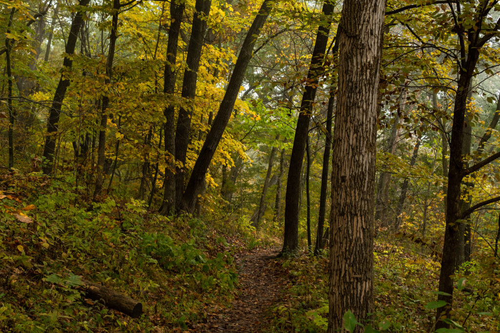 Forest in Mississippi Palisades state park, Illinois