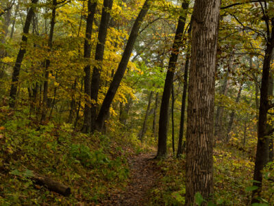 A Discover the Largest State Forest in Illinois (And What Lives Within It)