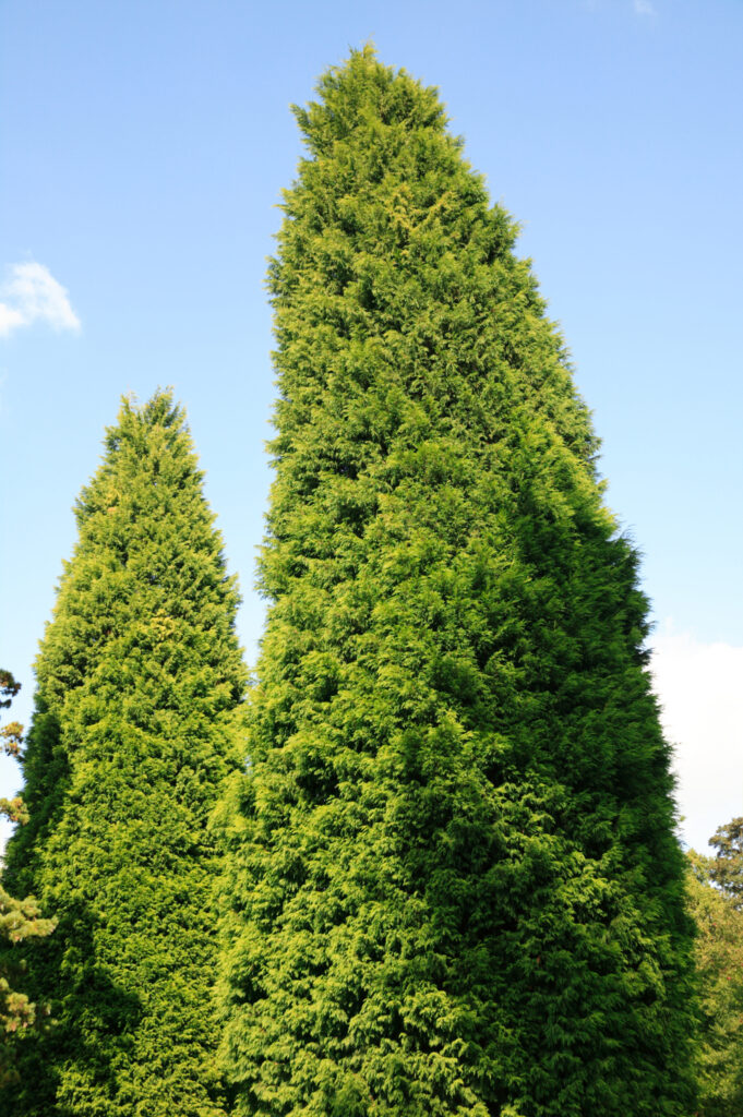 Leylandii an evergreen coniferous tree of very fast rapid growth