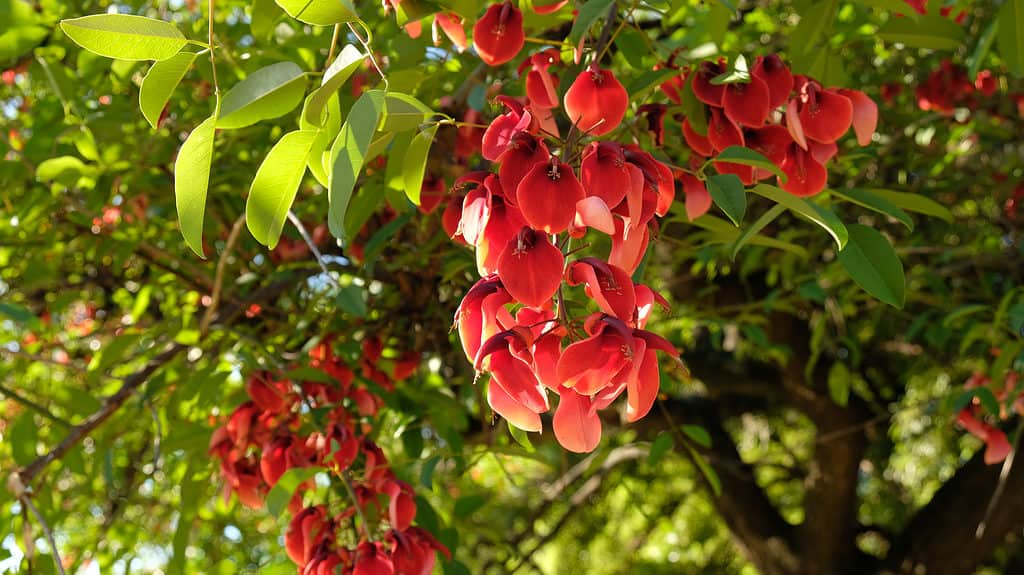 Flowering ceibo, cockspur coral tree (Erythrina crista-galli)