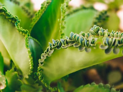 A Mother of Thousands Plant Propagation: A How-To Guide