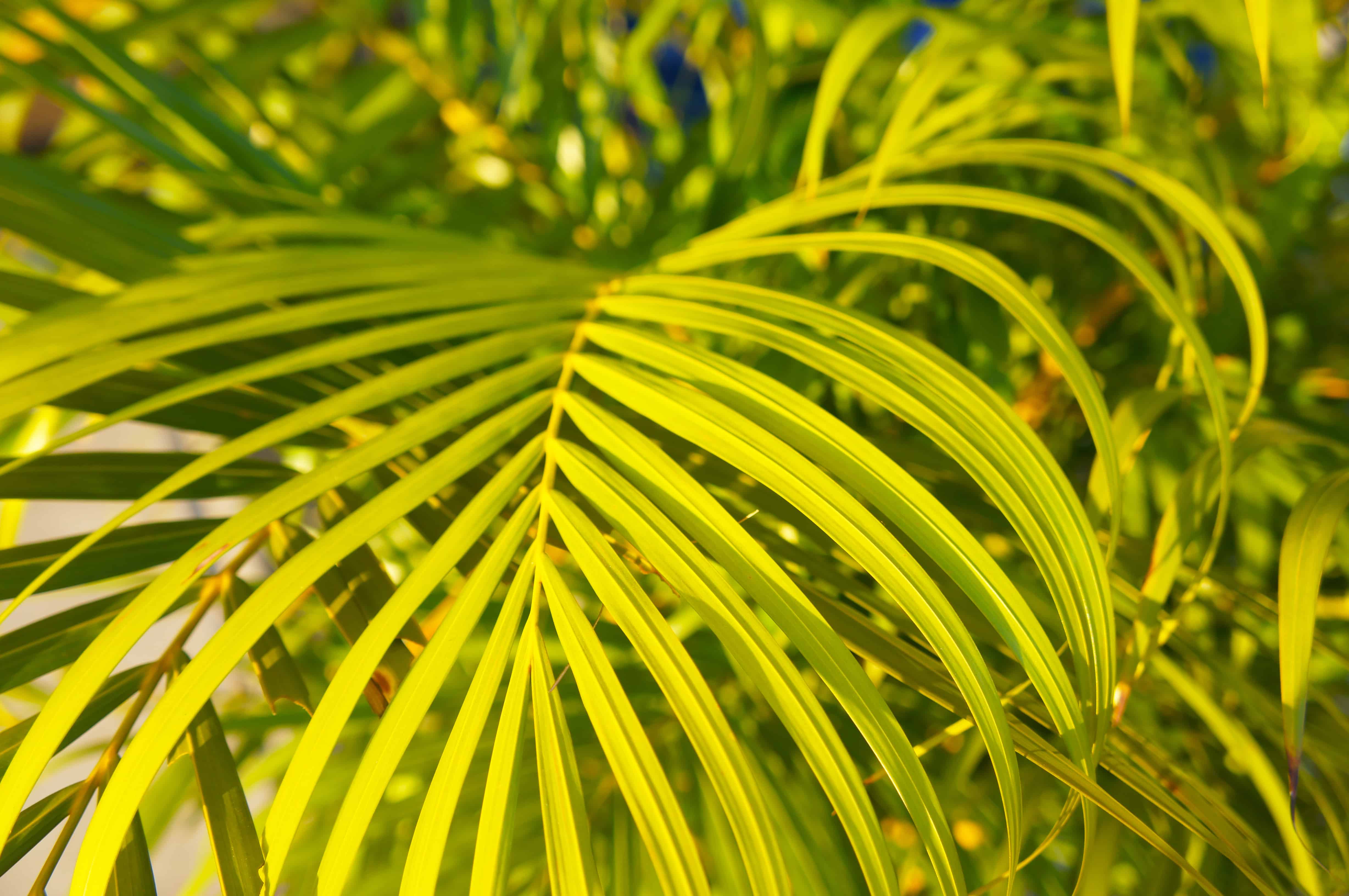A closeup of the leaves and fronds of Chamaedorea seifrizii or the bamboo palm plant.