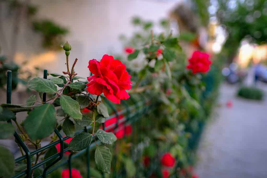 Beautiful red rose flower, called don juan red climbing rose, on fence with natural background close up. The shot was taken in Turkey countryside.