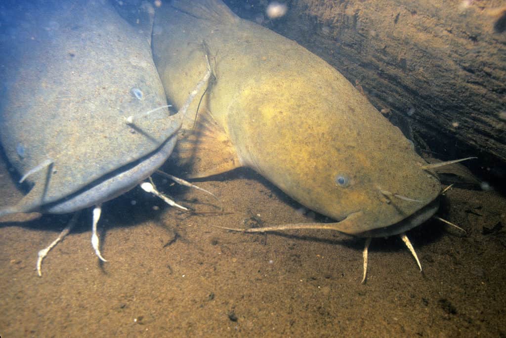 Two flathead catfish on bottom of the river floor.